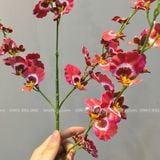 Cành hoa Lan Vũ Nữ - HOG0005