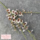 Cành hoa Lan Vũ Nữ - HOG0005
