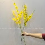 Cành hoa Lan Vũ Nữ - HOG0005