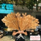 Cành đồng, lan hồ điệp đồng - HOG0007