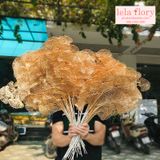Cành đồng, lan hồ điệp đồng - HOG0007