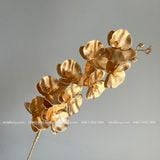 Cành đồng, lan hồ điệp đồng - HOG0007