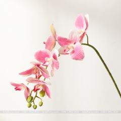 Cành Lan Hồ Điệp cao su gân 7 bông, hoa lan cao su đẹp - HOG0012