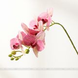 Cành Lan Hồ Điệp cao su gân 7 bông, hoa lan cao su đẹp - HOG0012