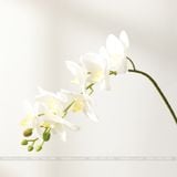 Cành Lan Hồ Điệp cao su gân 7 bông, hoa lan cao su đẹp - HOG0012