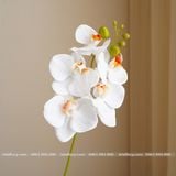 Cành Lan Hồ Điệp cao su 5 bông nhân tạo trang trí, hoa cao su - HOG0014