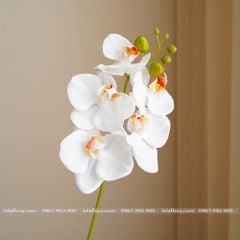 Cành Lan Hồ Điệp cao su 5 bông nhân tạo trang trí, hoa cao su - HOG0014