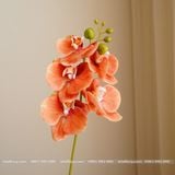 Cành Lan Hồ Điệp cao su 5 bông nhân tạo trang trí, hoa cao su - HOG0014