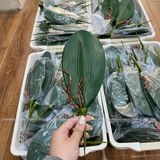 Lá lan hồ điệp 5 nhánh cao su - HOG0016