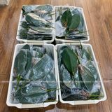 Lá lan hồ điệp 5 nhánh cao su - HOG0016