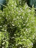 Hoa điểm dùng trang trí hoa sáp (0.5kg) - HOG0019