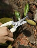 Kìm cắt cành trợ lực khỏe, mũi thép bền chắc làm vườn, cắt hoa hàng cứng cáp loại 1 - PKK0124