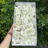 Hoa sáp Cẩm tú cầu (1 hộp 25 bông) - HHS0006