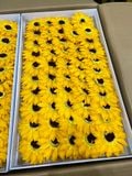 Hoa sáp hướng dương (hộp 50 bông) dùng bó hoa tốt nghiệp - HHS0004