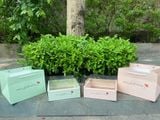 Bộ hộp + túi Vuông Special Gift đựng hoa quả - THH0149