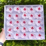 Hoa sáp lan hồ điệp (Hộp 25 bông) ảnh shop tự chụp - HHS0009