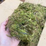Rêu khô (100g) dùng để trang trí chậu hoa, tiểu cảnh và giữ ẩm dành cho hoa lan - PKK0116