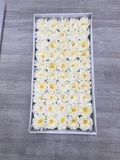 Hoa sáp Cúc Aster (hộp 50 bông) ảnh shop tự chụp - HHS0011