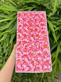 Hoa sáp Cúc Aster (hộp 50 bông) ảnh shop tự chụp - HHS0011