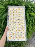 Hoa sáp Cúc Aster (hộp 50 bông) ảnh shop tự chụp - HHS0011