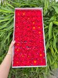 Hoa sáp Cúc Aster (hộp 50 bông) ảnh shop tự chụp - HHS0011
