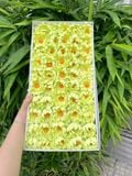 Hoa sáp Cúc Aster (hộp 50 bông) ảnh shop tự chụp - HHS0011