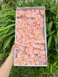 Hoa sáp Cúc Tana (hộp 50 chùm) ảnh shop tự chụp - HHS0013