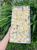 Hoa sáp Cúc Tana (hộp 50 chùm) ảnh shop tự chụp - HHS0013