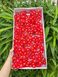 Hoa sáp Cúc Tana (hộp 50 chùm) ảnh shop tự chụp - HHS0013