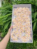 Hoa sáp Cúc Tana (hộp 50 chùm) ảnh shop tự chụp - HHS0013