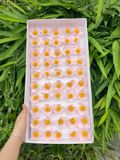 Hoa sáp Violet (hộp 50 bông) ảnh shop tự chụp - HHS0012
