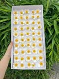 Hoa sáp Violet (hộp 50 bông) ảnh shop tự chụp - HHS0012