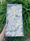 Hoa sáp Cúc Tana (hộp 50 chùm) ảnh shop tự chụp - HHS0013