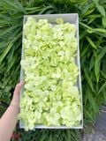 Hoa sáp Cẩm tú cầu (1 hộp 25 bông) - HHS0006