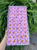 Hoa sáp Cúc Aster (hộp 50 bông) ảnh shop tự chụp - HHS0011