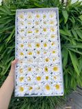 Hoa sáp Cúc Aster (hộp 50 bông) ảnh shop tự chụp - HHS0011