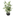 CÂY TRE TRANG TRÍ H70CM 109591