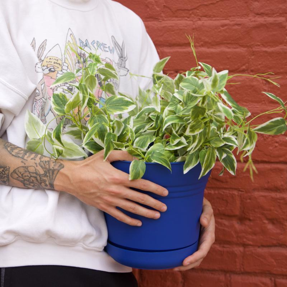 BLOEM CHẬU CÂY NHỰA POLYRESIN 25.4CM XANH DƯƠNG