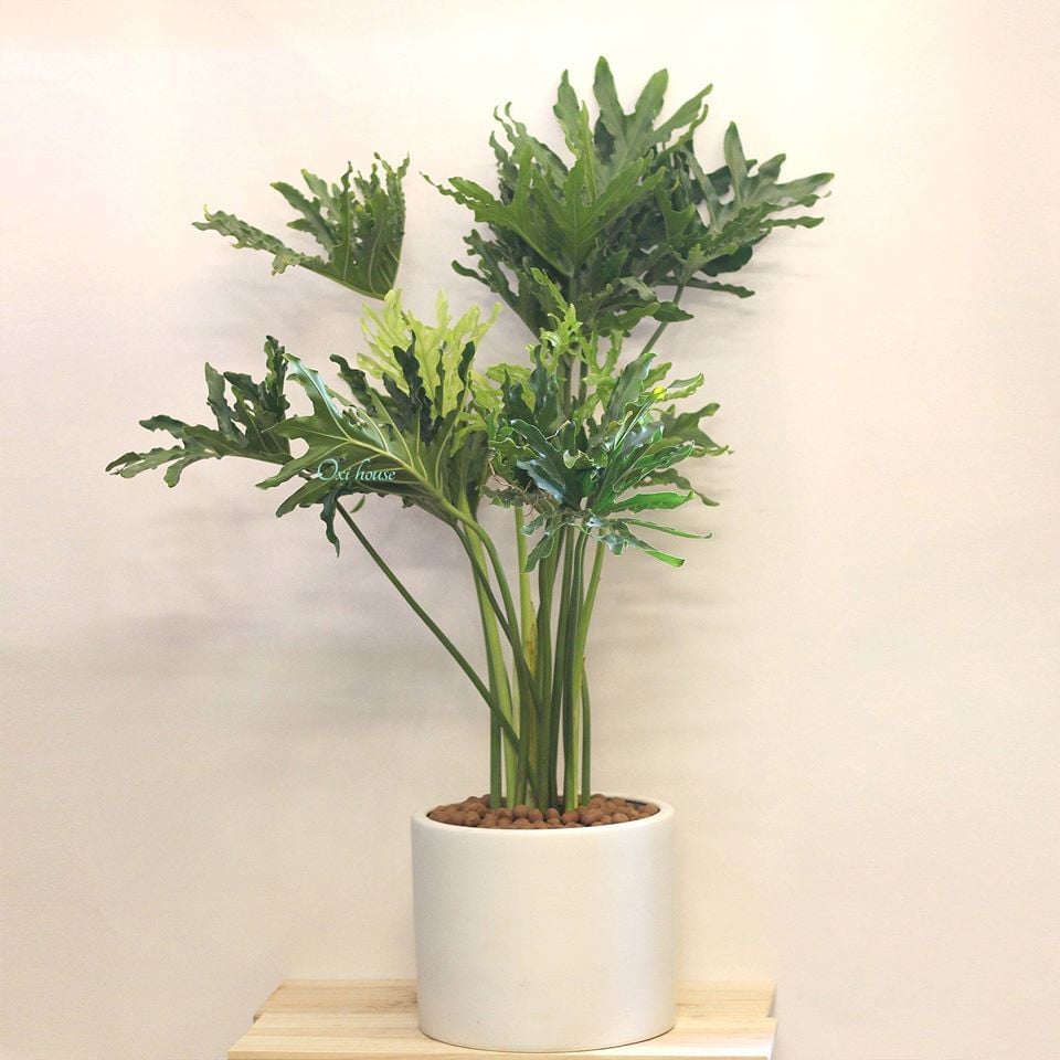  TRẦU BÀ THANH XUÂN + CHẬU TRỤ LỚN 30CM 