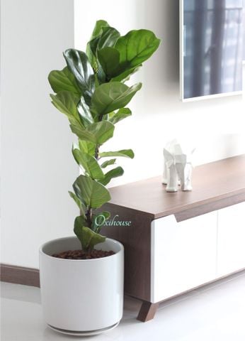  BÀNG SINGAPORE VÀ CHẬU MEN TRẮNG TRỤ 