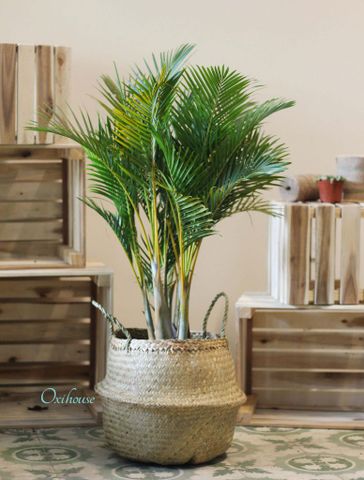  CAU NHẬT NHỎ VÀ CHẬU GIỎ BÀNG M30 