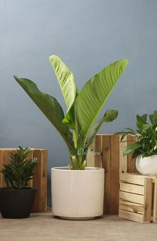  ĐẠI PHÚ GIA + CHẬU TRẮNG TRỤ 