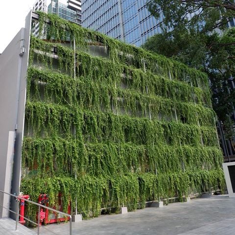 THI CÔNG BẢO DƯỠNG CẢNH QUAN TƯỜNG CÂY FRIENDSHIP TOWER