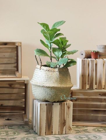  BÀNG SING NHỎ VÀ CHẬU GIỎ BÀNG 