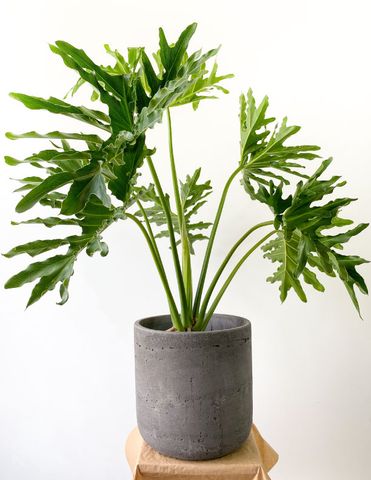  CÂY TRẦU BÀ THANH XUÂN 