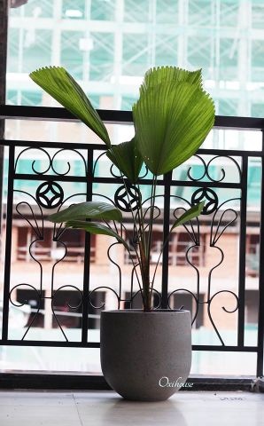  CỌ NHẬT VÀ CHẬU XM BO ĐÁY 