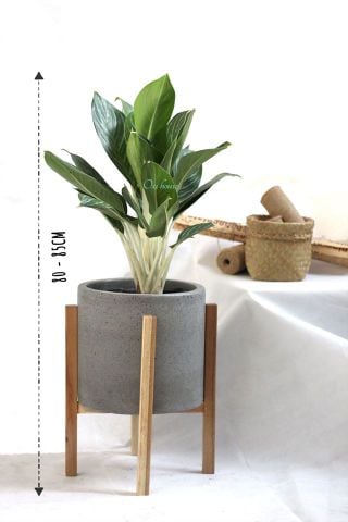  BẠCH MÃ HOÀNG TỬ VÀ CHẬU XI MĂNG TRỤ KÈM ĐÔN GỖ (CHẬU 30*30CM) 