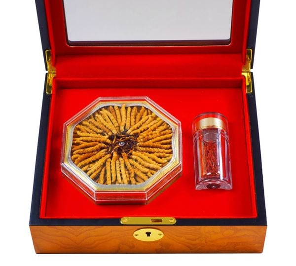  Đông Trùng Hạ Thảo Tây Tạng Vip - 22con/10g Hàng Tuyển Chọn 