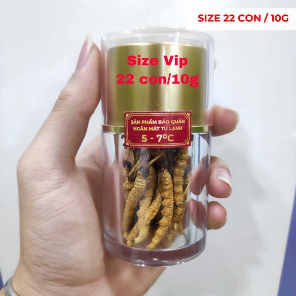  Đông Trùng Hạ Thảo Tây Tạng Vip - 22con/10g Hàng Tuyển Chọn 