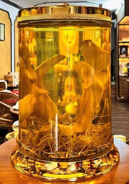  Bình Nhung Hươu VIP 43 Lít 